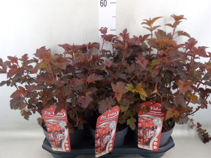 <h4>Physocarpus opulif. 'Lady in Red'</h4>