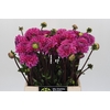 Dahlia Sandra