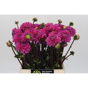 Dahlia Sandra