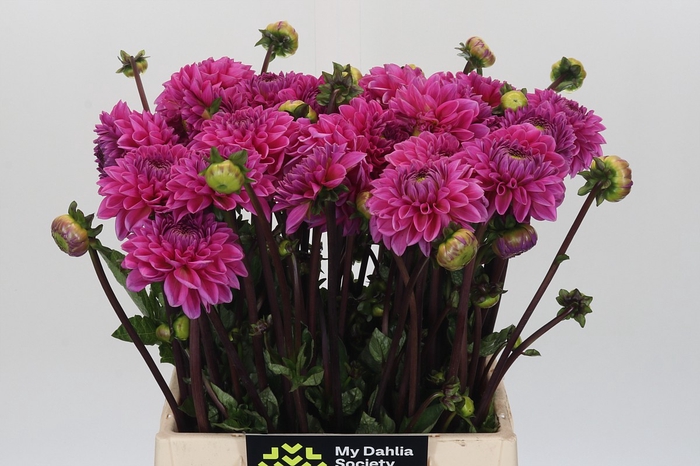Dahlia Sandra
