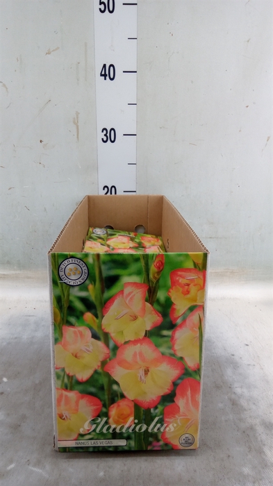 <h4>Gladiolus   ...flowerbulbs</h4>