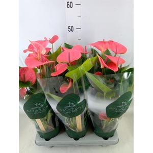 Anthurium andr. 'Sweet Dream'