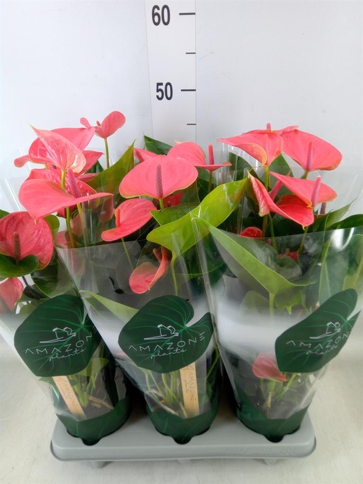 <h4>Anthurium andr. 'Sweet Dream'</h4>