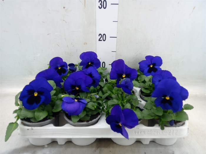 <h4>Viola wr. 'Alpha Blue wBlotch'</h4>