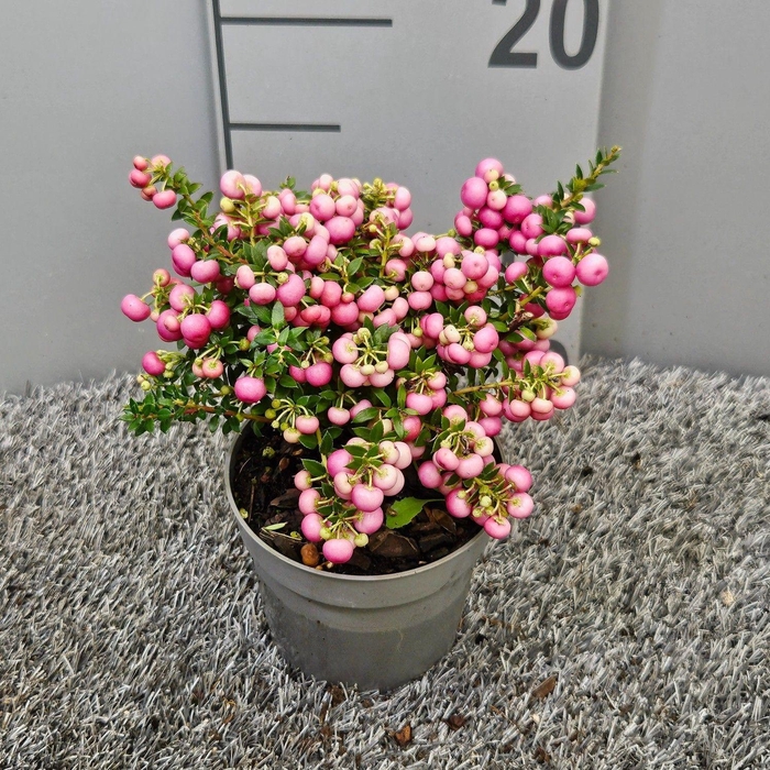 <h4>Pernettya rose middel</h4>