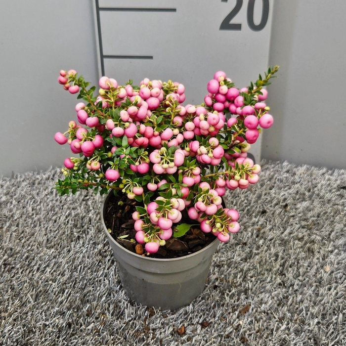 <h4>Pernettya rose middel</h4>