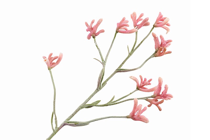 <h4>Anigozanthos Pink</h4>