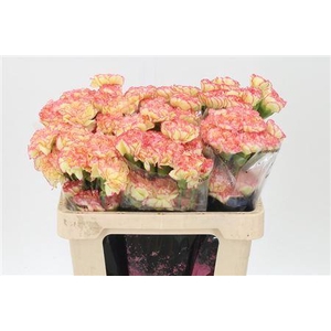 Di St Std Yellow Viana