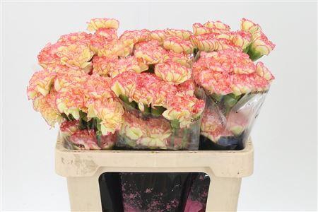 <h4>Di St Std Yellow Viana</h4>