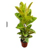 FICUS ELASTICA SHIVEREANA MOONSHINE P17