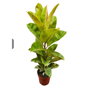 FICUS ELASTICA SHIVEREANA MOONSHINE P17