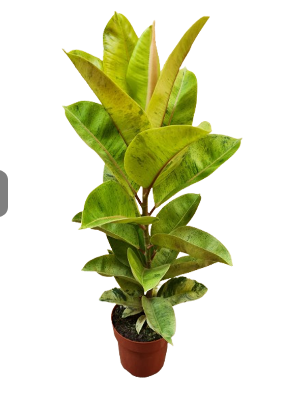 <h4>FICUS ELASTICA SHIVEREANA MOONSHINE P17</h4>