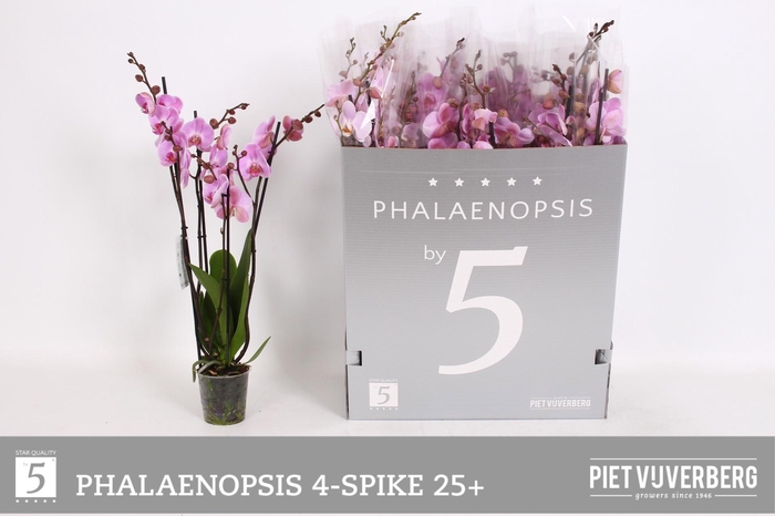 <h4>PHAL OV ROZE</h4>