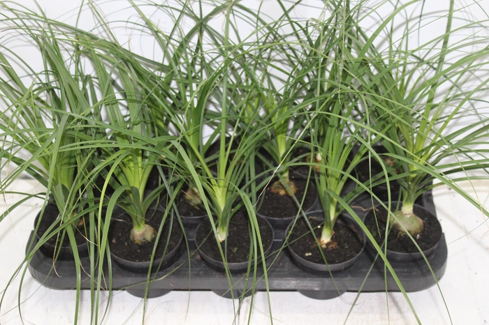 <h4>BEAUCARNEA RECURVATA P11</h4>