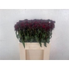 Di Barb B Diep Rood