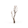 Syringa Branch Extra Fernandes
