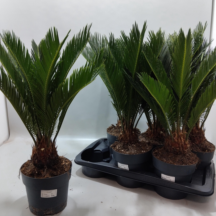 <h4>CYCAS REVOLUTA</h4>