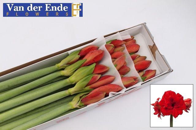 <h4>HIPP DG RED GLORY</h4>