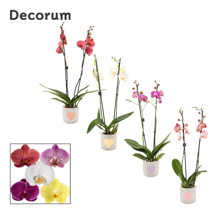<h4>Phalaenopsis 2 tak 16+ mix in Jolijn (Sympathetic moods-collecti</h4>