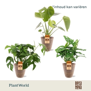 Monstera Mix in Polystone pot