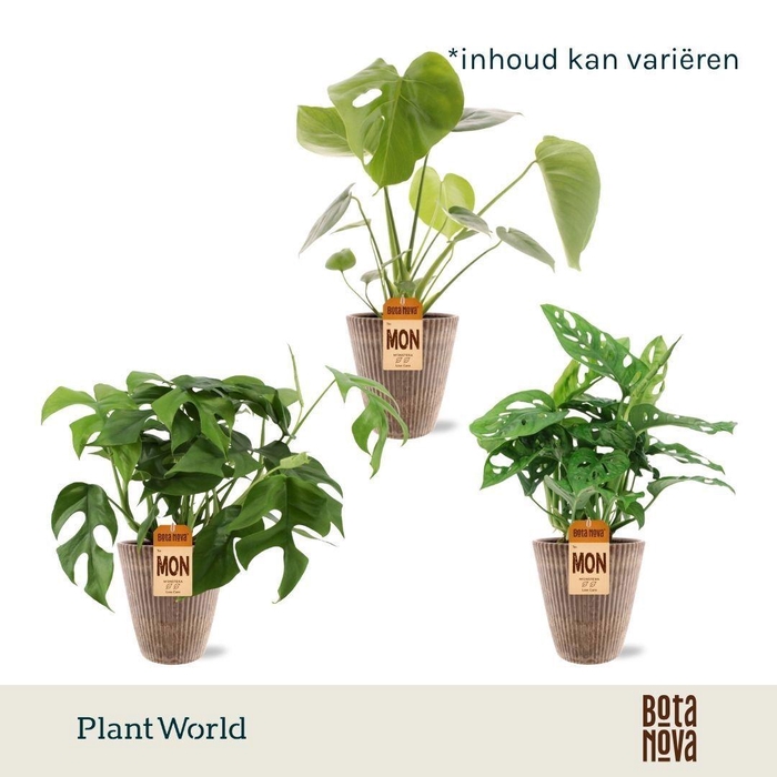 <h4>Monstera Mix in Polystone pot</h4>