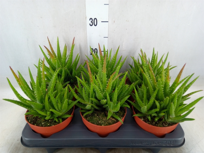 <h4>Aloe vera</h4>