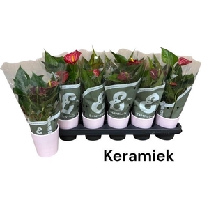 ANTHU AN SUCCESS RED