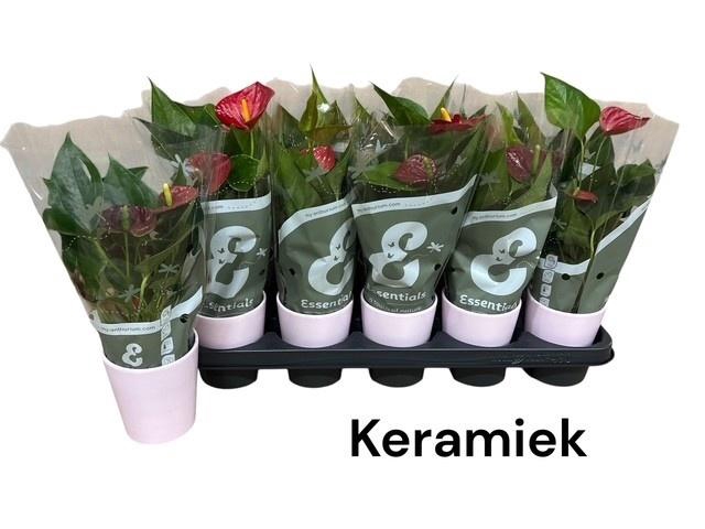 <h4>ANTHU AN SUCCESS RED</h4>