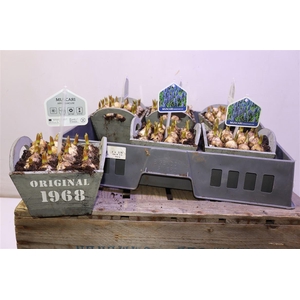 arr8 Arr Muscari In Houten Hengsel Bakje