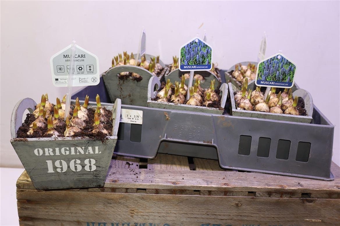 <h4>arr8 Arr Muscari In Houten Hengsel Bakje</h4>