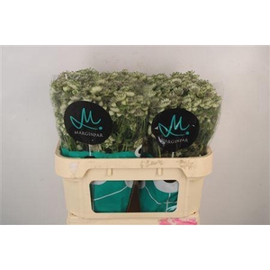 Astrantia Billion Star Xl