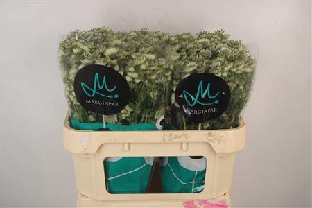 <h4>Astrantia Billion Star Xl</h4>