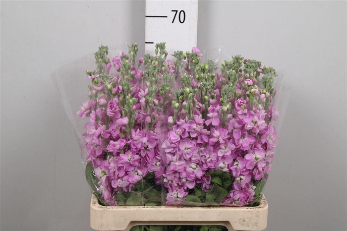 <h4>Matth Milla Rose</h4>