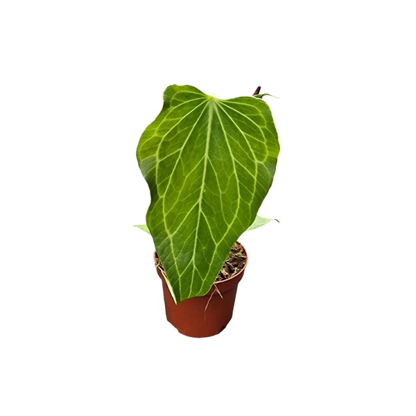 <h4>Anthurium Delta Force</h4>