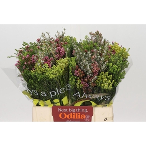 BQ Cape Greenmix