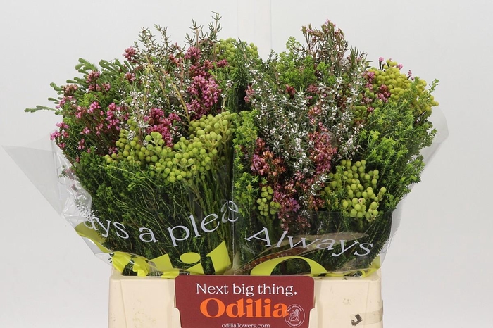 <h4>BQ Cape Greenmix</h4>