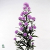 ASTER ASTEE MILKA 15GR