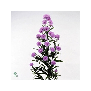 Aster Astee Milka