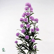 <h4>Aster Astee Milka</h4>