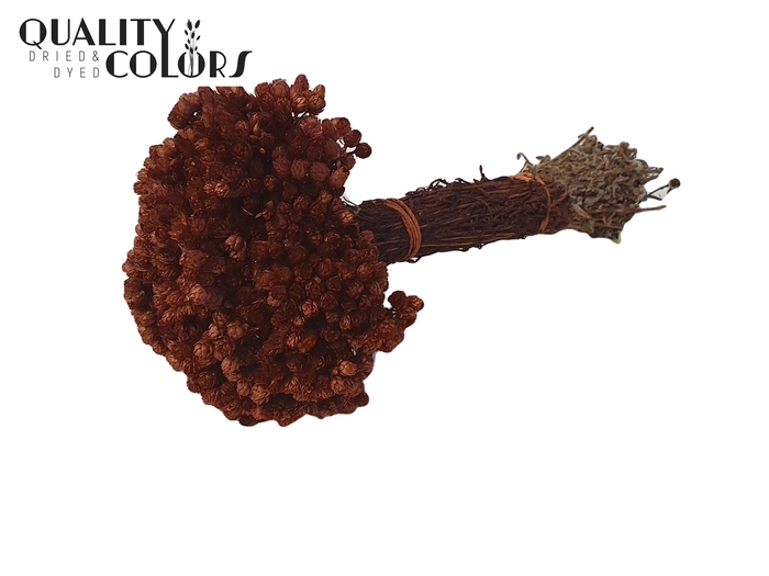 Immortelle per bunch Brown