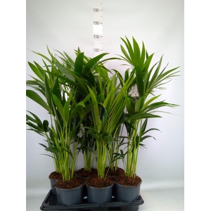 Howea forsteriana