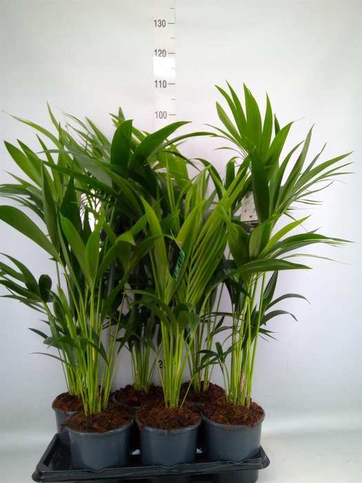 <h4>Howea forsteriana</h4>