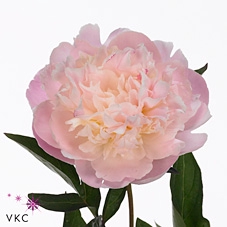 <h4>Paeonia albert crousse</h4>