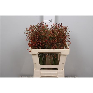 Rosa Plenty (orange)