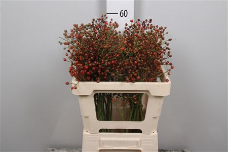 <h4>Rosa Plenty (orange)</h4>