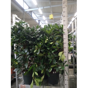 Ficus cyathistipula