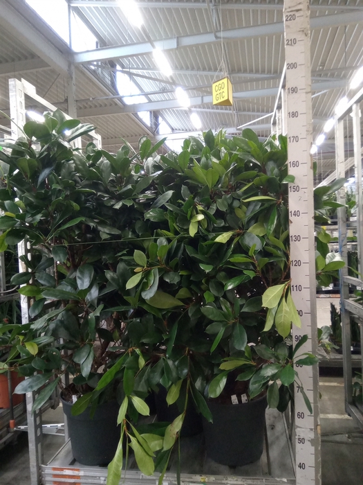 <h4>Ficus cyathistipula</h4>