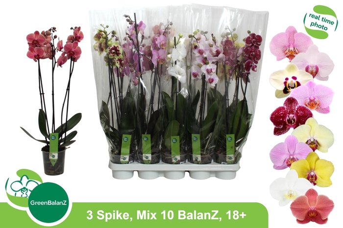 <h4>PHAL GEM 10 KL</h4>