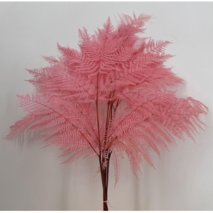 Dr Felce Di Bosco Bl Pink Rosa