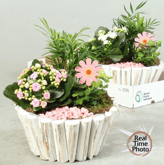 <h4>ARR KAMERPL</h4>